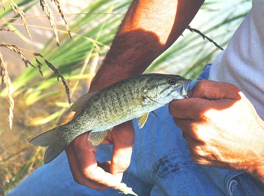 two yr. old fish - image