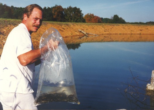 stocking fish - image