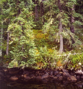 The forest on Rolling Stone Lake - image